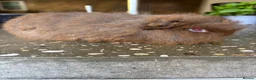 Guinea Pig rodents for sale: Sold Beautiful Swiss guinea pig brothers - Advert 3