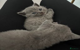 British Shorthair cats for sale: British short hair kittens  - Image 1