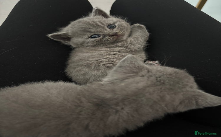 British Shorthair cats - Advert 16