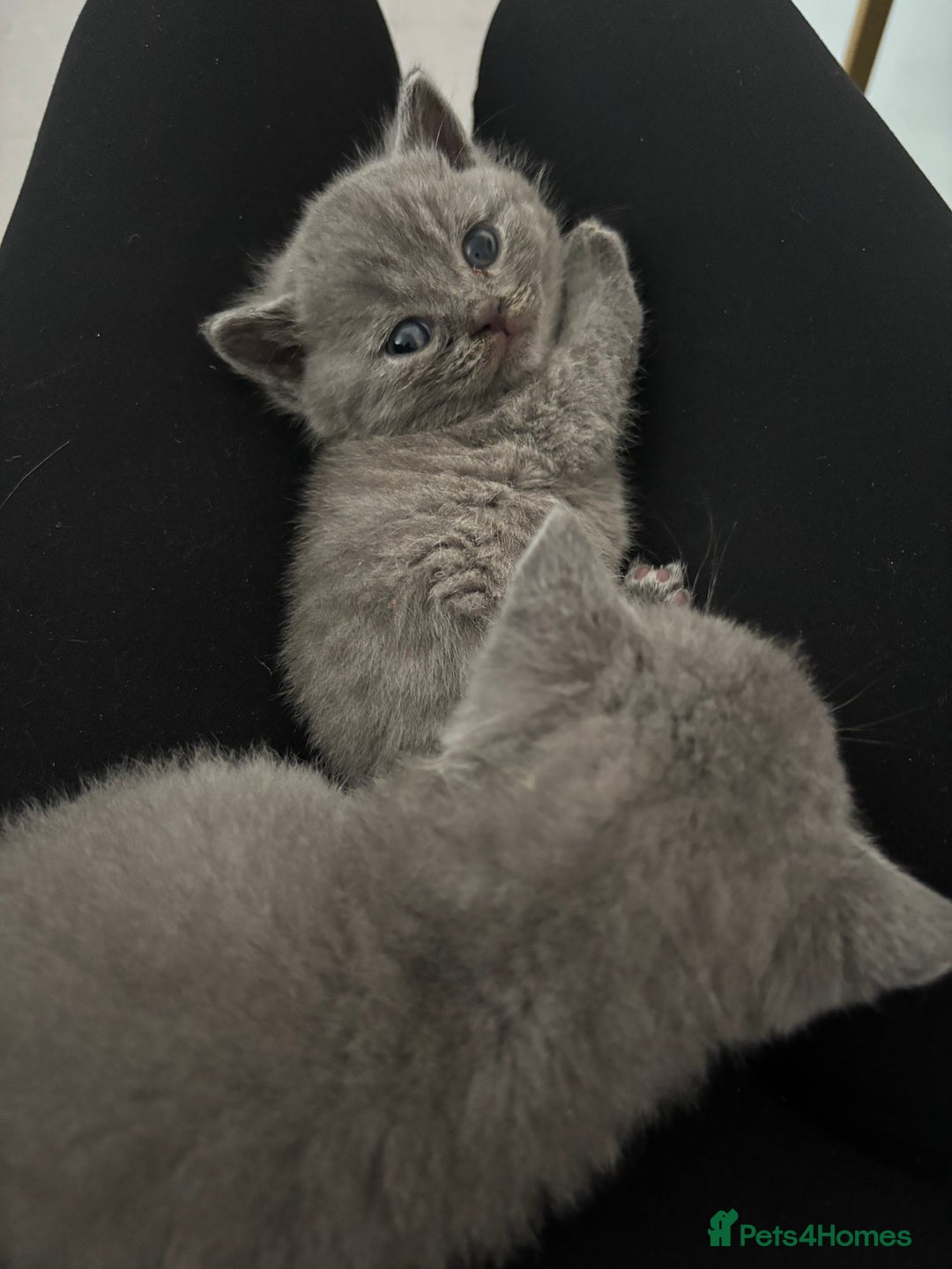 British Shorthair cats for sale: British short hair kittens  - Image 1