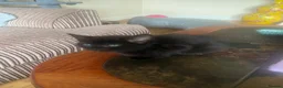 Domestic Shorthair cats for sale: 2 fully black and 3 tuxedo kittens  in Rugby - Advert 5
