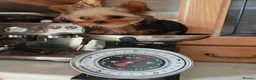 Yorkshire Terrier dogs for sale: The last boy waiting for you - Advert 3