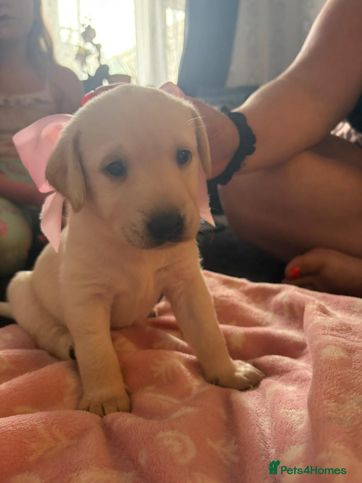Labrador Retriever dogs Gorgeous Labrador puppies - Advert 1
