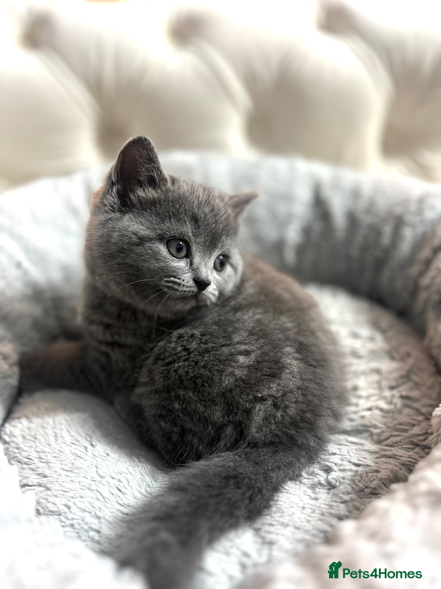 Scottish Fold cats Scottish fold/straight kittens  - Advert 1