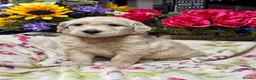 Goldendoodle dogs for sale: 11 gorgeous miniature Goldendoodle poodle  - Advert 18