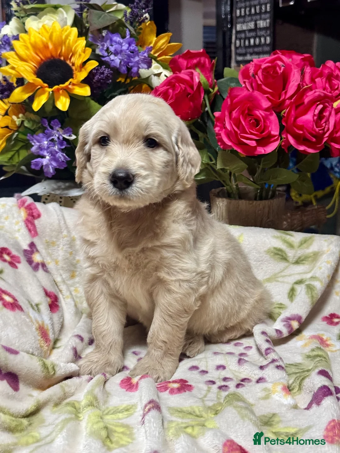 Goldendoodle dogs for sale: 11 gorgeous miniature Goldendoodle poodle  - Advert 18