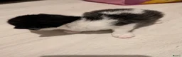 Mixed Breed cats for sale: Kittens - Advert 6