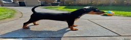 Miniature Pinscher dogs for sale: Pure 100% Miniature Pinscher-Licensed Breeder🐾❤️  - Advert 16