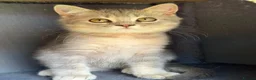 British Shorthair cats for sale: British shorthair golden adorable TICA - Advert 8
