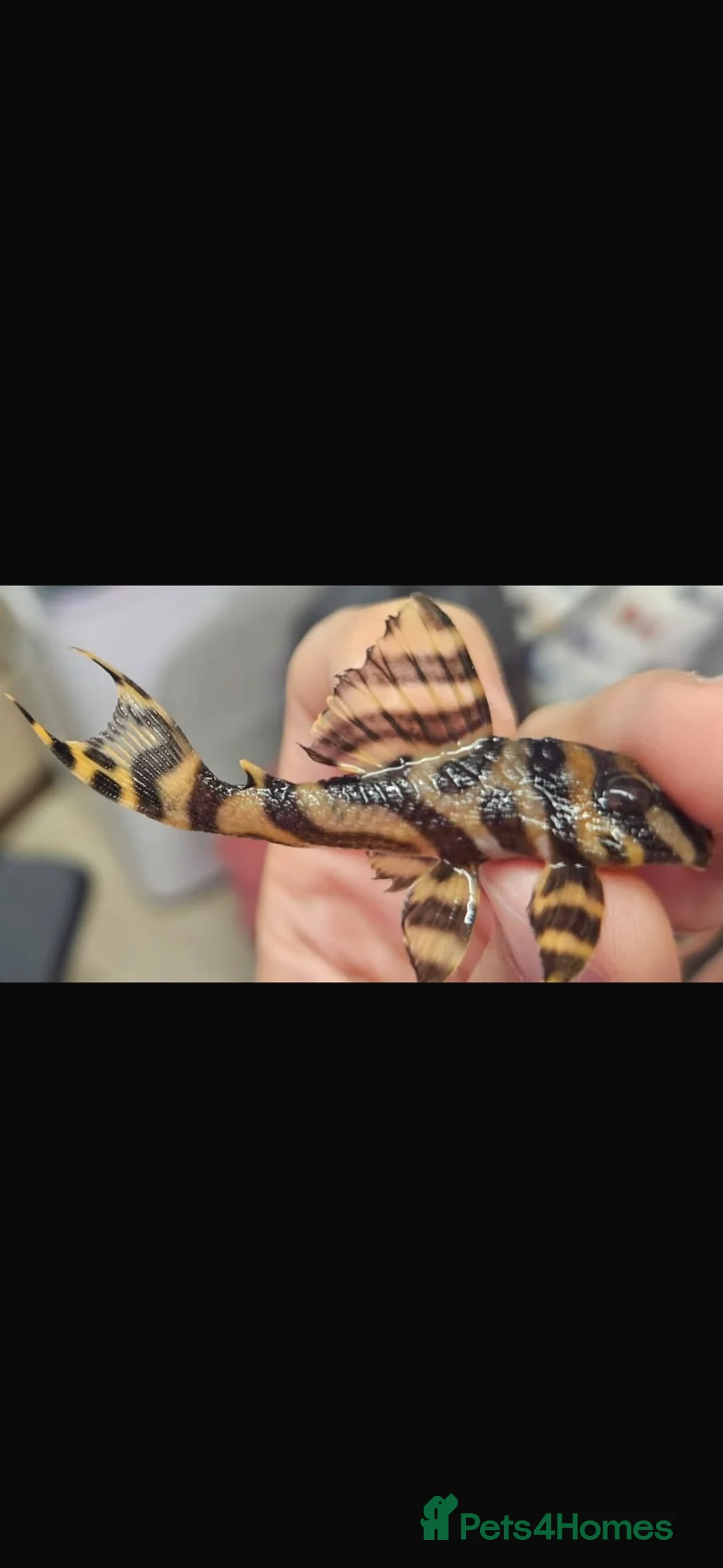 Plecos fish for sale: L333 Goldline Pleco Ceramic line. AA grade - Advert 2