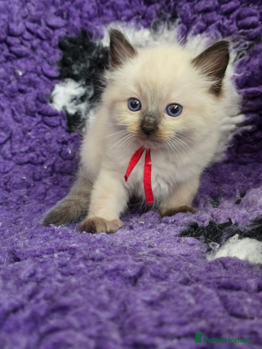 Ragdoll cats for sale: GCCF Registered kittens  - Image 9