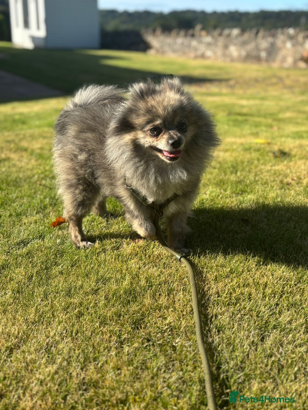 Pomeranian dogs for sale: 2 x pomeranians - Image 27