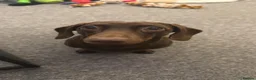 Miniature Dachshund dogs for stud: Chocolate Tan Miniature Dachund for Stud - Advert 3