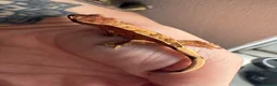 Gecko reptiles for sale: Crested Gecko Babies - Advert 4