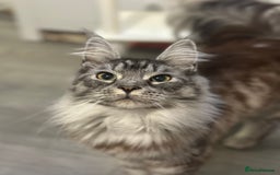 Maine Coon cats for sale: Main coon cross  - Image 5