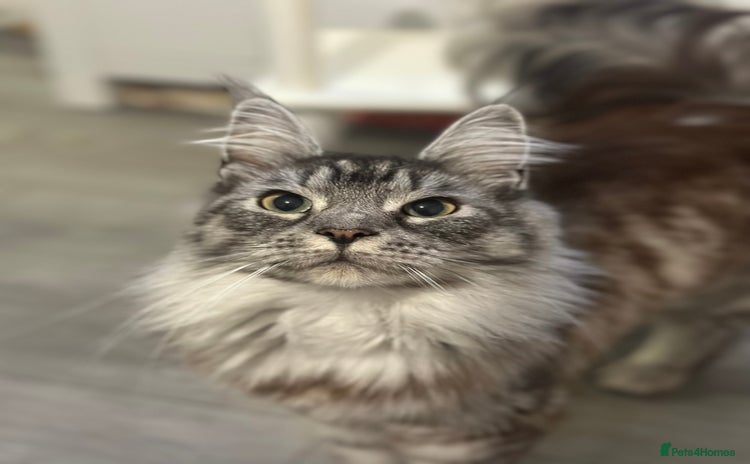 Maine Coon cats - Advert 6