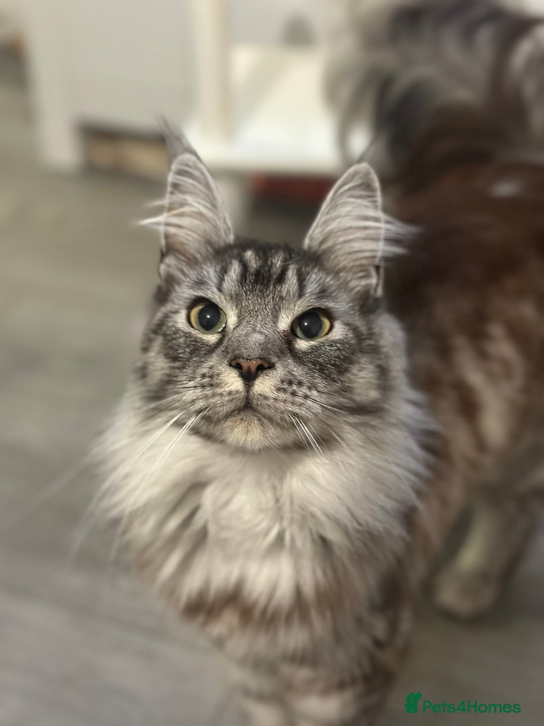 Maine Coon cats for sale: Main coon cross  - Image 5