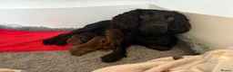 Cocker Spaniel dogs for sale: ❤️ A beautiful litter of tiny cocker spaniels ❤️  - Advert 1