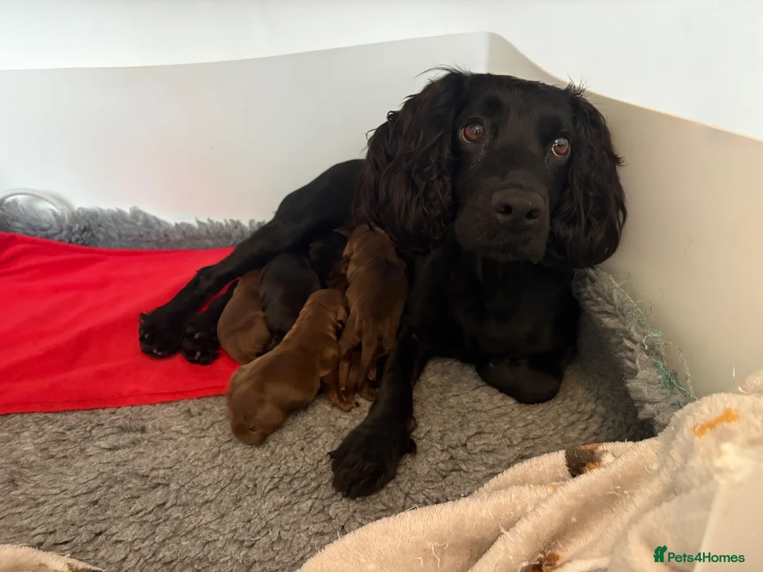 Cocker Spaniel dogs for sale: ❤️ A beautiful litter of tiny cocker spaniels ❤️  - Advert 1