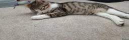 Domestic Shorthair cats for sale: A brown tabby and white coat pattern  in Bilston - Advert 5