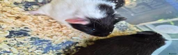 Guinea Pig rodents for sale: 3 baby male guinea pigs for sale £25 each  in Manchester - Advert 7