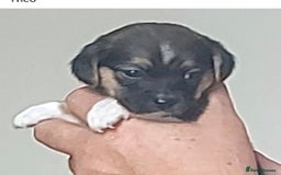 Mixed Breed dogs for sale: Theo, cavalier × chihuahua× jack Russell  - Image 4