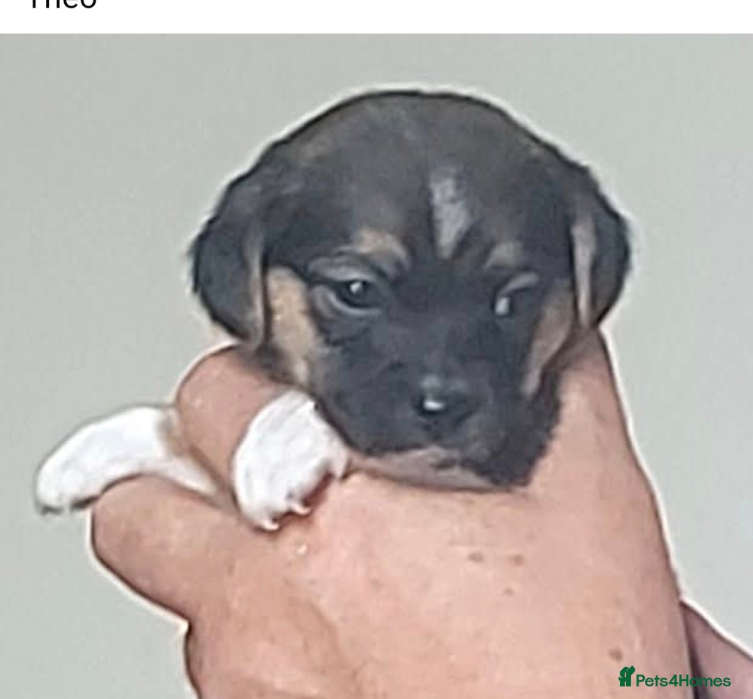 Mixed Breed dogs for sale: Theo, cavalier × chihuahua× jack Russell  - Image 4