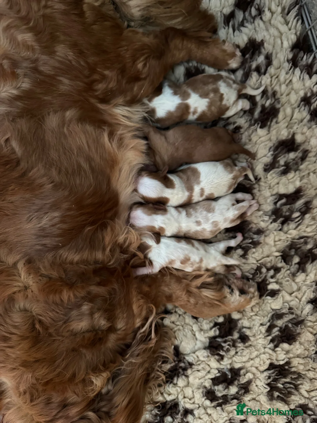 Cavalier King Charles Spaniel dogs for sale: Stunning hereditary clear KC Cavalier King Charles - Advert 2