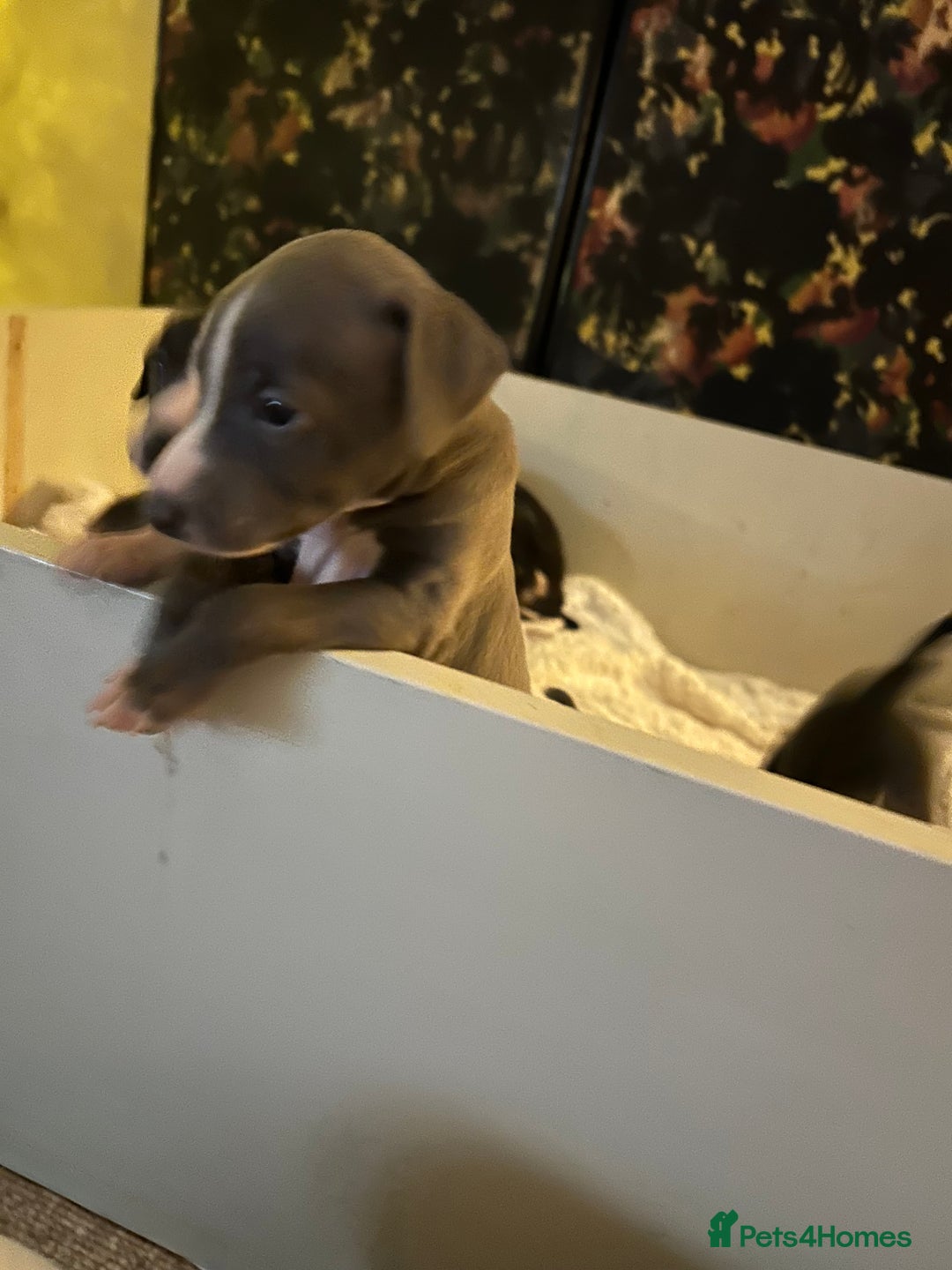 Italian Greyhound dogs for sale: Blue Italian greyhound - Advert 7