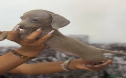 Miniature Dachshund dogs for sale: 7 stunning miniature dachshund puppies - Image 28