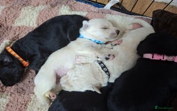 Mixed Breed dogs for sale: 9 f1 border retreiver pups  - Image 8