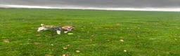 Jack Russell dogs for stud: Jack Russell stud available - Advert 3