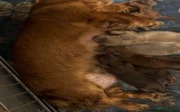 Miniature Dachshund dogs for sale: Last 2 long hair dachshund boys ready  - Image 10