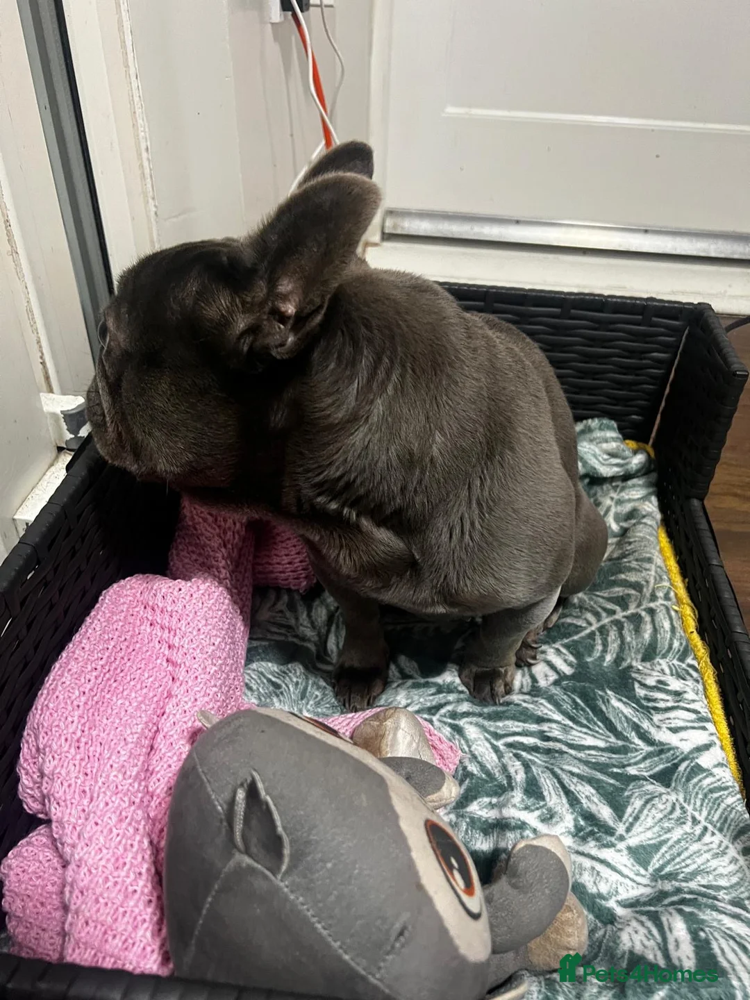 French Bulldog dogs for sale: French BullDog in Coventry - Advert 6