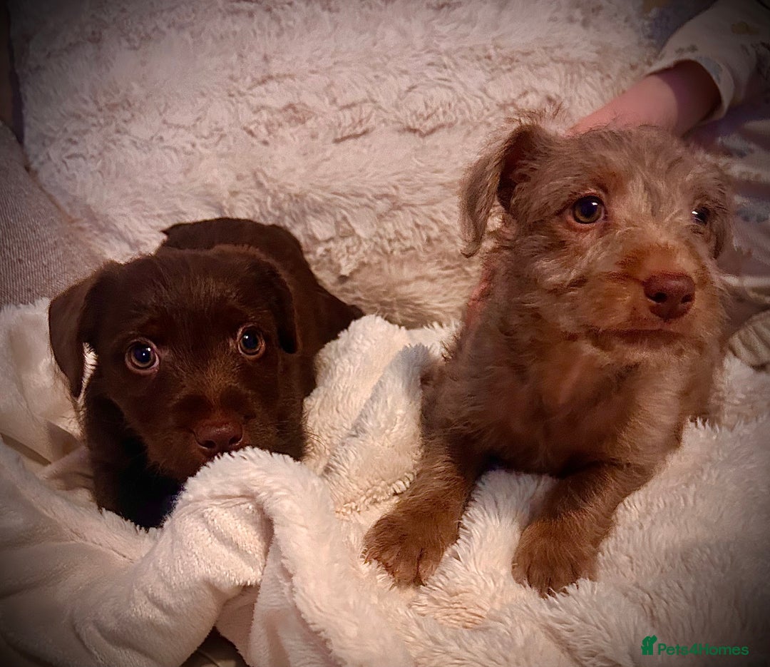 Patterjack dogs for sale: 2 female patterjacks  - Advert 4