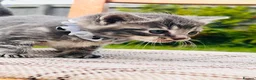 Mixed Breed cats for sale: British Shorthair Dad & Tabby Mom Kittens for Sale - Advert 16