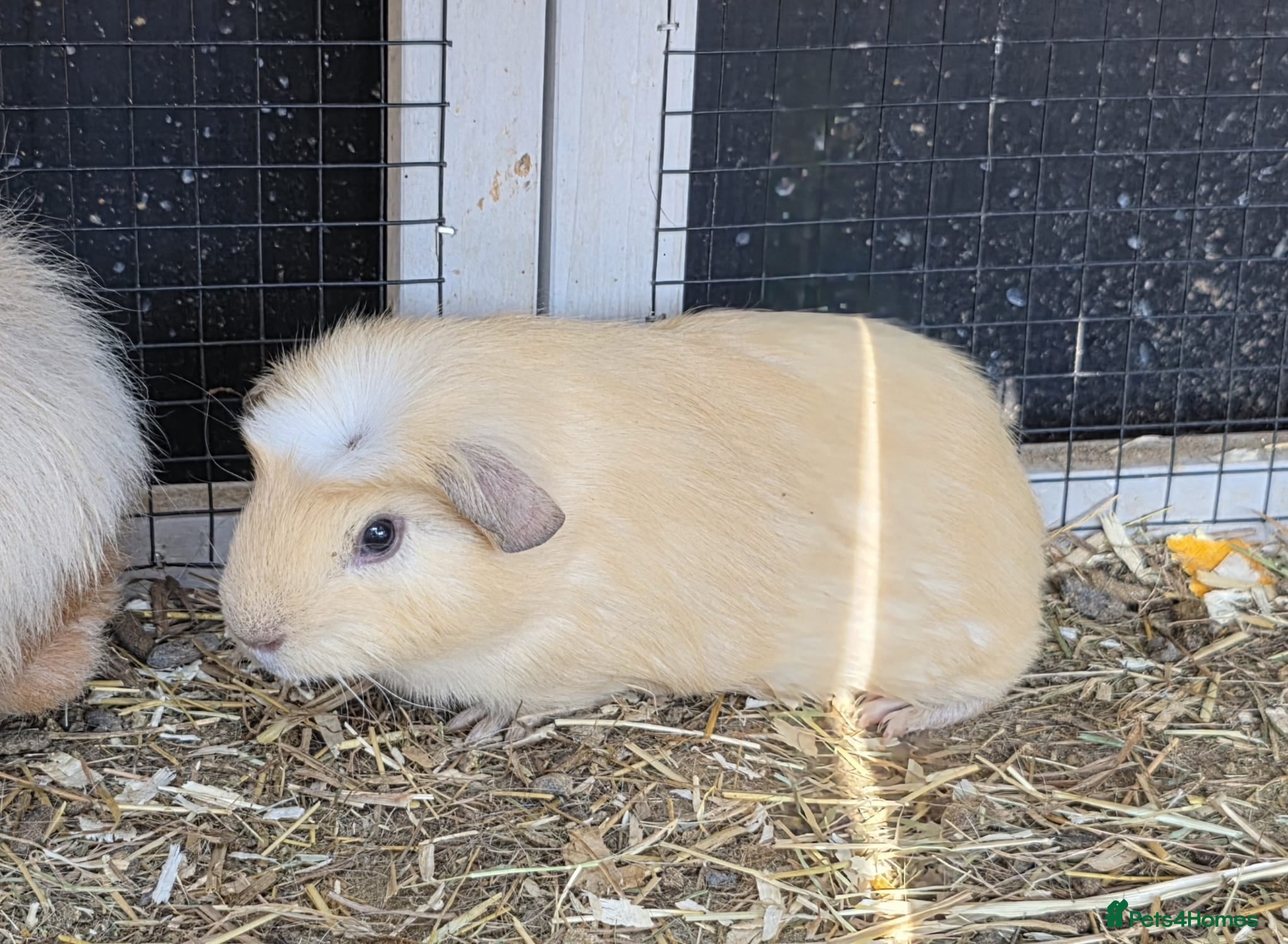 Guinea Pig rodents Ready to leave now 8 sows 2 boars left - Advert 17