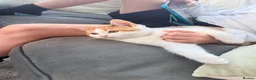 Domestic Shorthair cats for sale: Female calico kitten  - Advert 5
