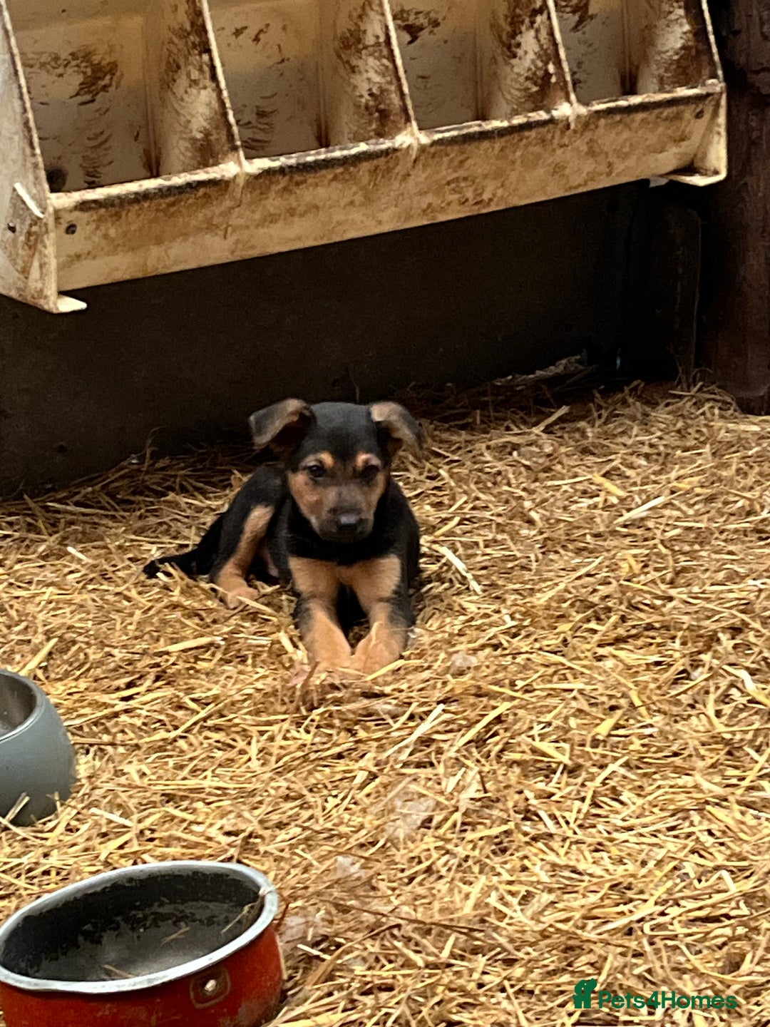 Huntaway dogs for sale: Huntaway puppies - Advert 2