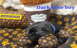 Chow Chow dogs for sale: 🩷🏆Stunning KC registered Chow Chow puppies🏆💙 - Image 4