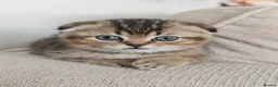 Scottish Fold cats for sale: Beautiful Scottish fold kittens READY NOW  - Advert 8