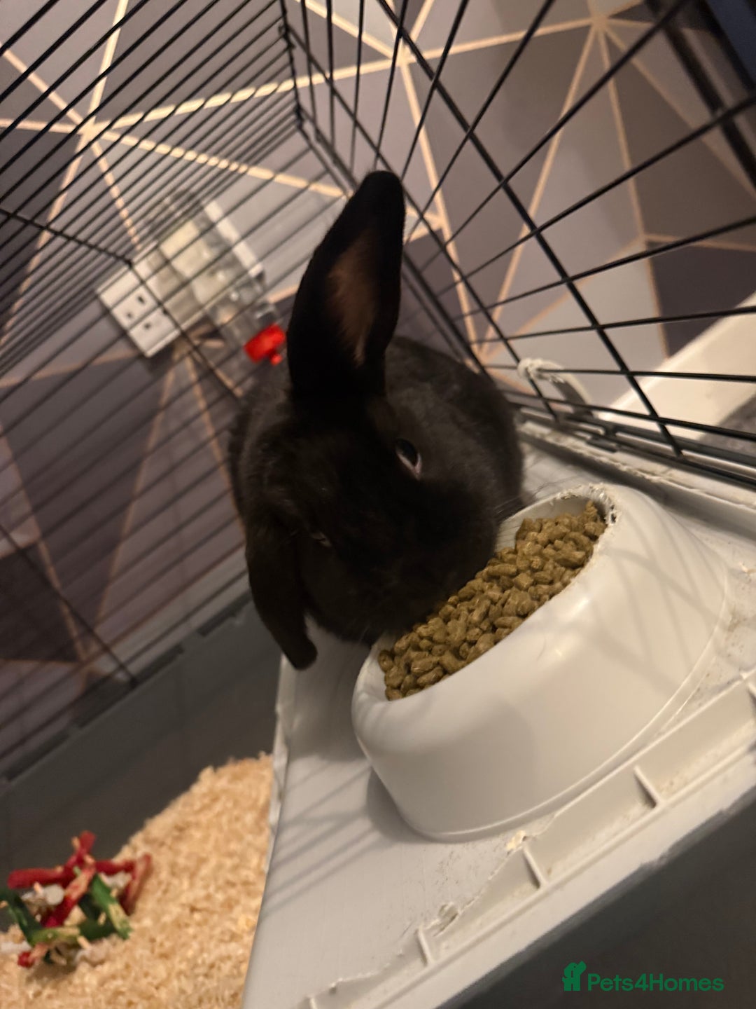 English rabbits for sale: Bugsy - Advert 7