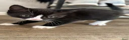 Mixed Breed cats for sale: Beautiful black and white tuxedo kittens  in Torquay - Advert 5