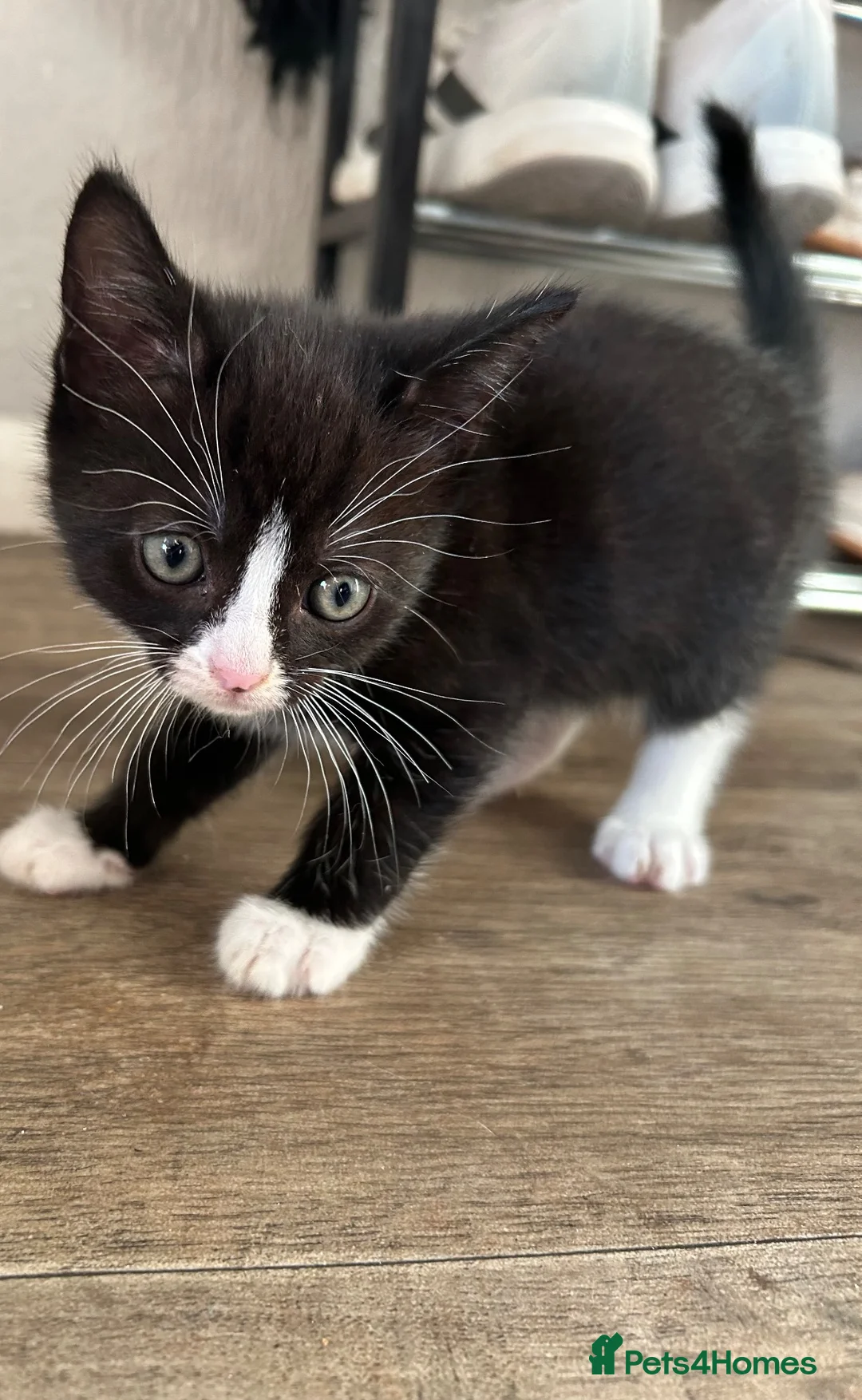 Mixed Breed cats for sale: Beautiful black and white tuxedo kittens  in Torquay - Advert 5