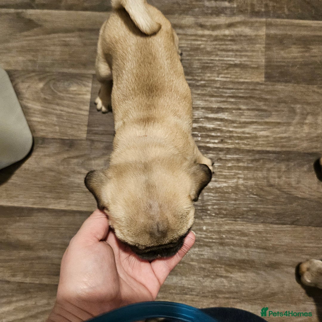 Pug dogs for sale: Pug puppies 2 Boys and 1 girl still available.  - Advert 9