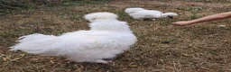 Chickens poultry for sale: Silkies black and white in Woodbridge - Advert 6