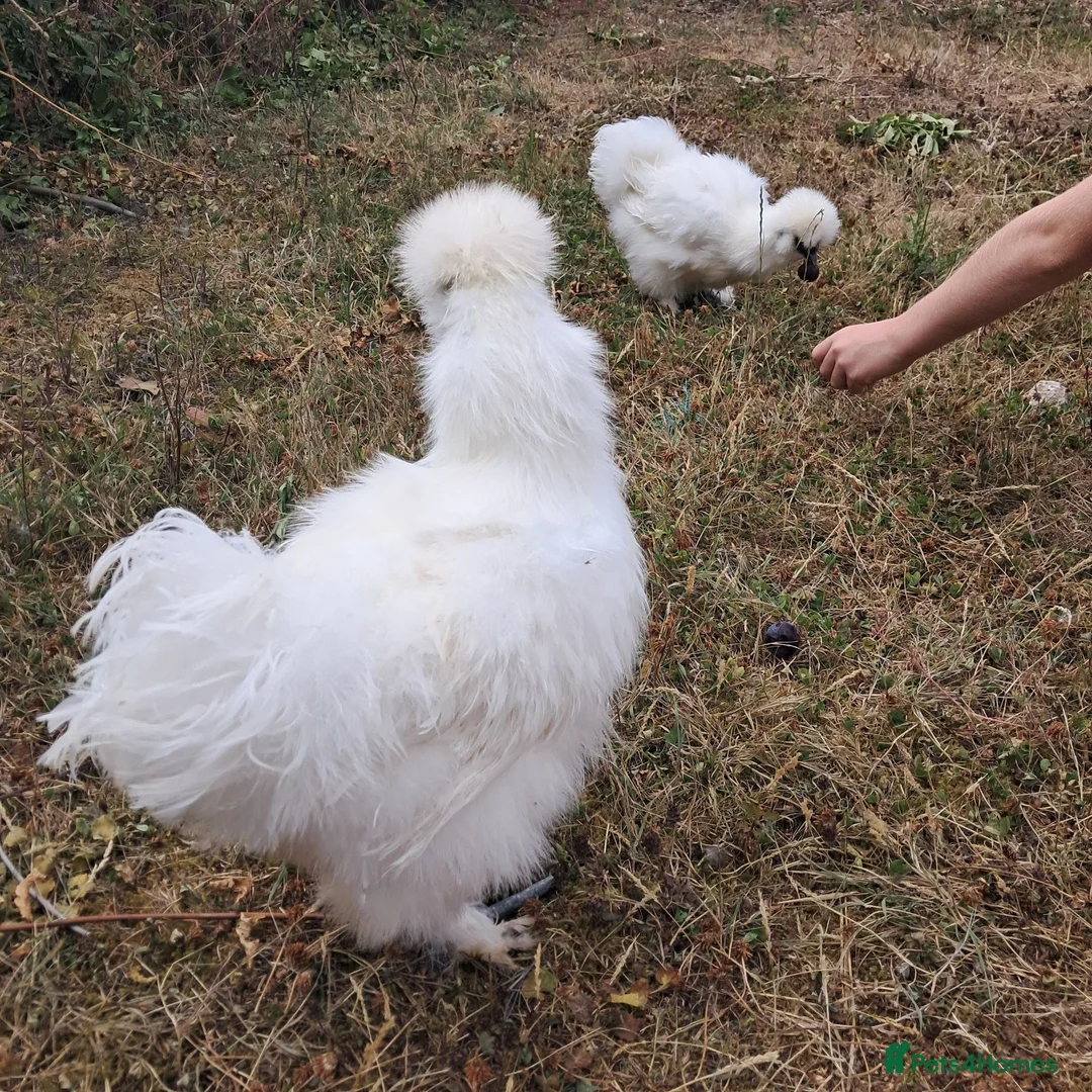 Chickens poultry for sale: Silkies black and white in Woodbridge - Advert 6