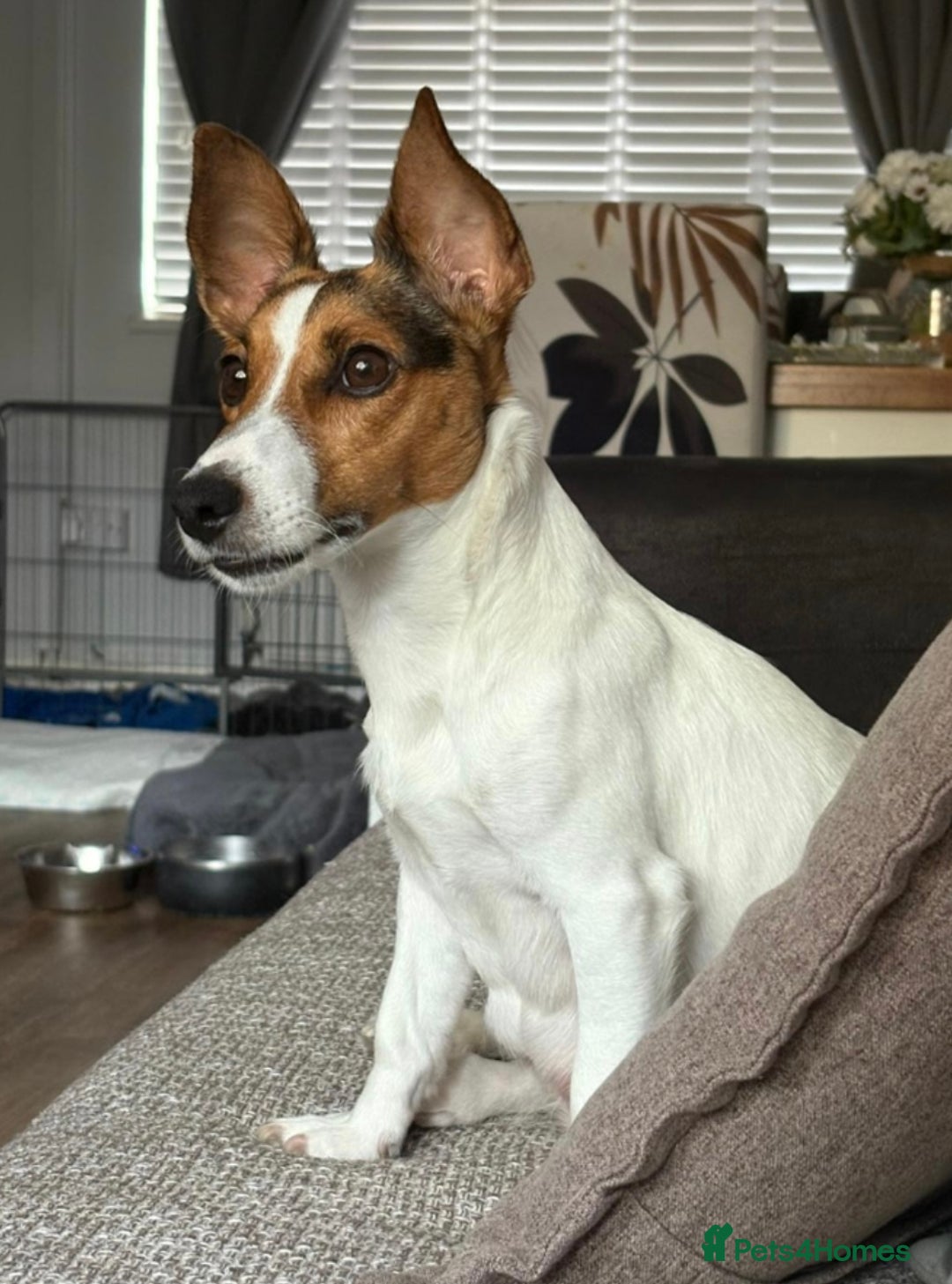Jack Russell dogs for sale: jack Russell puppies for sell  - Image 21