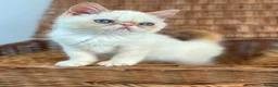 Exotic cats for sale: Stunning exotic kittens high quality m - Advert 5