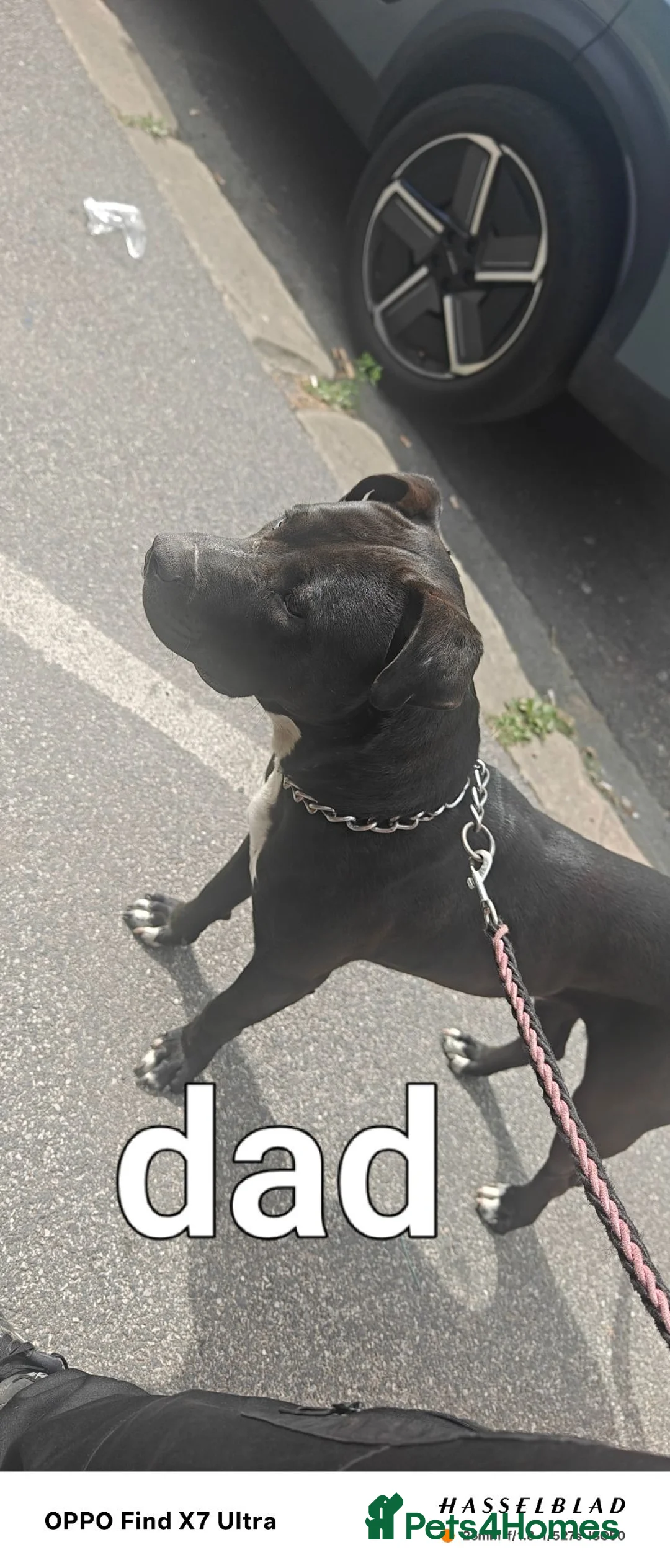 Staffordshire Bull Terrier dogs for sale: staffordshire bull terrier - Advert 10